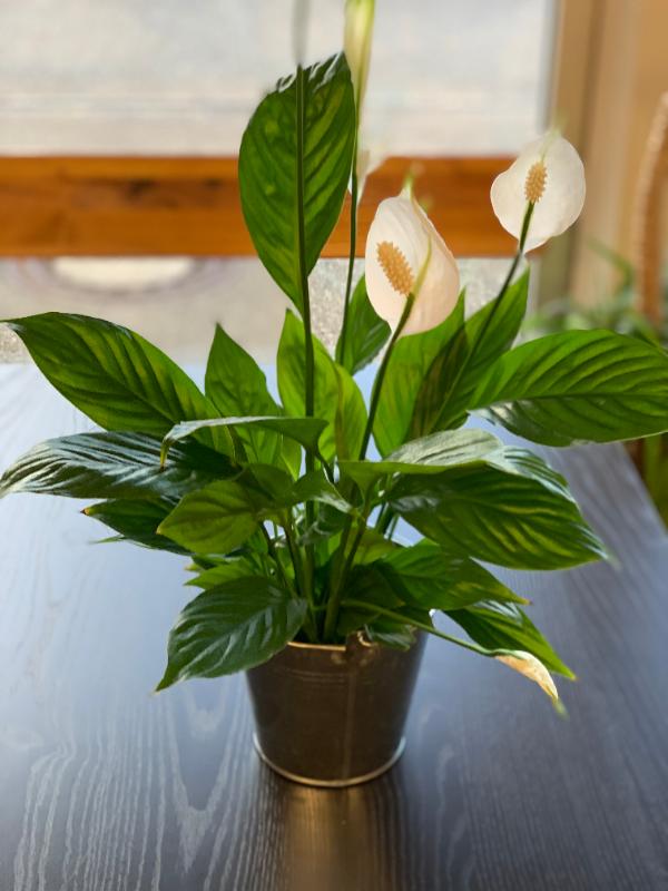 F202BC2B-E1EF-4C15-9C98-9A60362219C8. F202BC2B-E1EF-4C15-9C98-9A60362219C8.